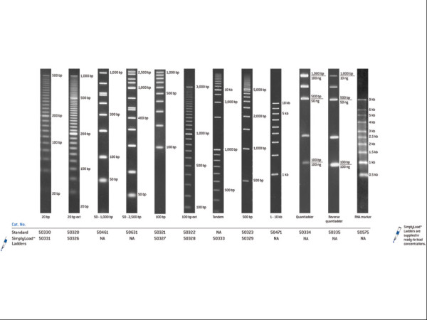 DNA LADDER - 500bp W/TYII LOADING BUFFER