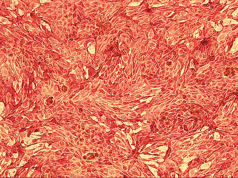 RPTEC-Renal Prox Tubule REGM, cryo amp