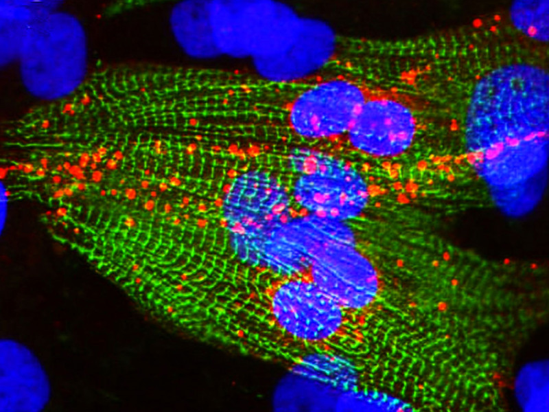 Rat Cardiac Myocytes 4 Million, Panned