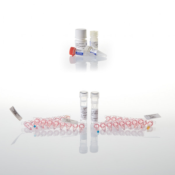 Kinase Selectivity Profiling System: TK-1 + ADP-Glo Assay