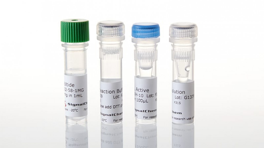 ADP-Glo™Assay+FLT3 (ITD-NPOS) KES